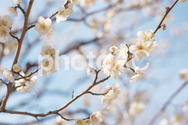 満開の白梅と蕾 春の空 満開の白梅と蕾 春の空の写真