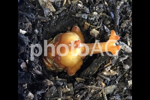 カブトムシ蛹 カブトムシ蛹の写真