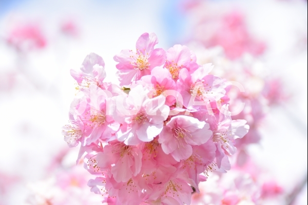 丸く咲いた河津桜 丸く咲いた河津桜の写真