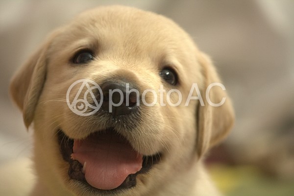 子犬の顔アップ 子犬の顔アップの写真