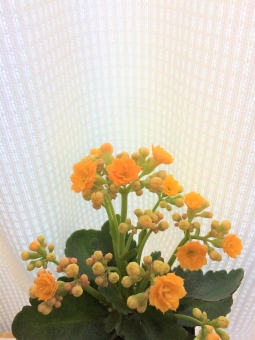 テクスチャ 背景 写真素材なら 写真ac 無料 フリー ダウンロードok