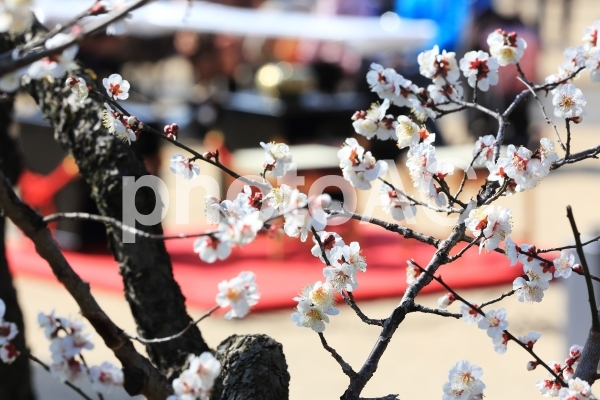 梅の花 梅の花の写真