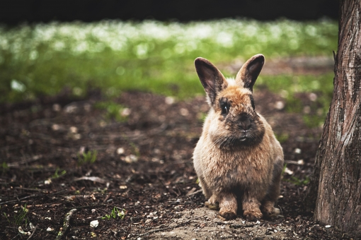 雪うさぎ シルエット イラストの無料ダウンロードサイト シルエットac