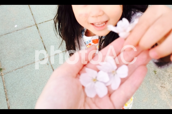 桜 子供 手のひら 桜 子供 手のひらの写真
