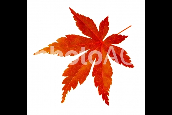 秋の紅葉したもみじと白背景 秋の紅葉したもみじと白背景の写真