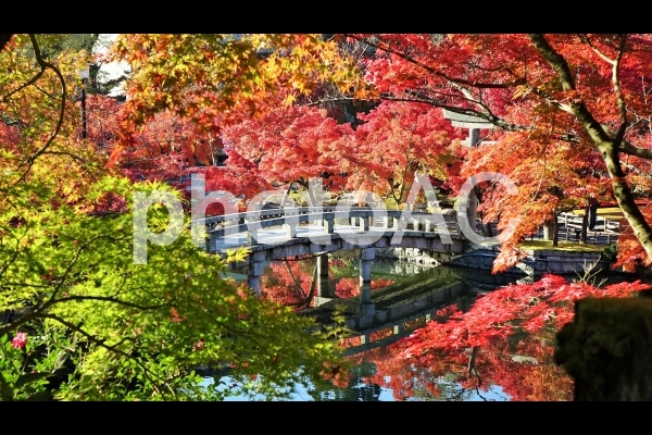 紅葉 永観堂 京都 紅葉 永観堂 京都の写真