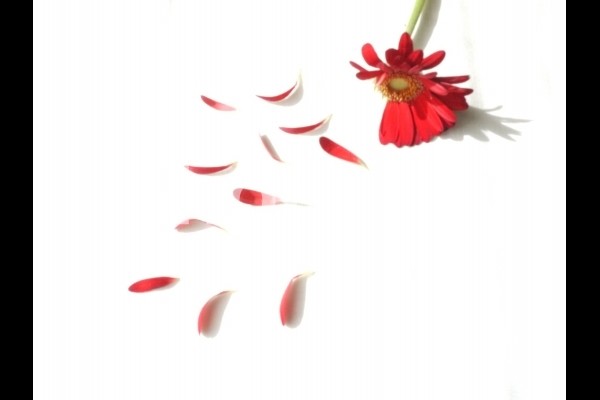 花占い 花占いの写真