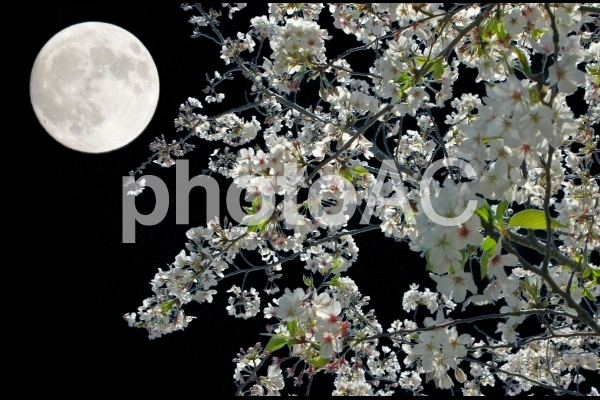 月夜の桜 月夜の桜の写真