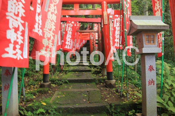 佐助稲荷神社の千本鳥居 佐助稲荷神社の千本鳥居の写真