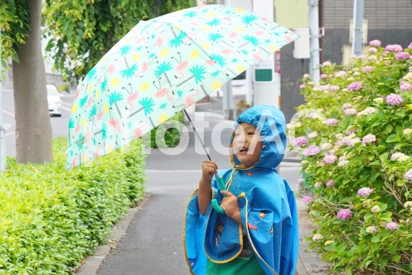 紫陽花と雨と散歩する子供 紫陽花と雨と散歩する子供の写真