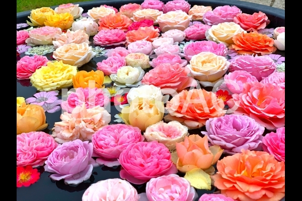 水面に浮かぶたくさんの花 水面に浮かぶたくさんの花の写真