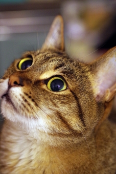 ネコの待ち受けの写真素材 写真素材なら 写真ac 無料 フリー ダウンロードok