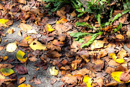 「ac 写真 秋の落ち葉」の画像検索結果