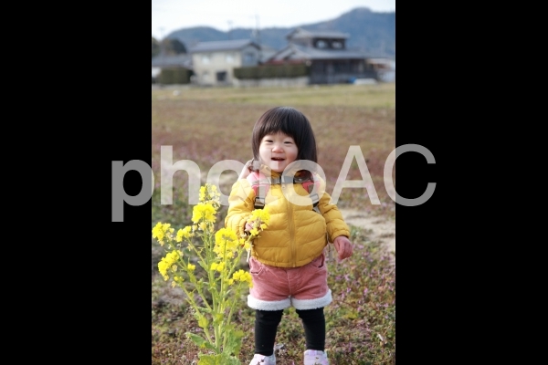菜の花観察 菜の花観察の写真