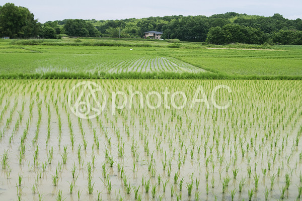 水田の風景 水田の風景の写真