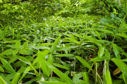 笹林 クマザサ 北海道 恵庭 オアシス ピクニック 遠足 森林浴 リラックス,植物,夏,ナチュラル,空,青空,緑,グリーン,木,葉,葉っぱ,新緑,自然,林,背景,成長,癒される,癒し,光,希望,森林,木漏れ日,森,環境,清潔,爽やか,太陽,前向き,輝き, 笹林 クマザサ 北海道 恵庭 オアシス ピクニック 遠足 森林浴 リラックス,植物,夏,ナチュラル,空,青空,緑,グリーン,木,葉,葉っぱ,新緑,自然,林,背景,成長,癒される,癒し,光,希望,森林,木漏れ日,森,環境,清潔,爽やか,太陽,前向き,輝き,の写真