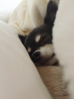 サンプル