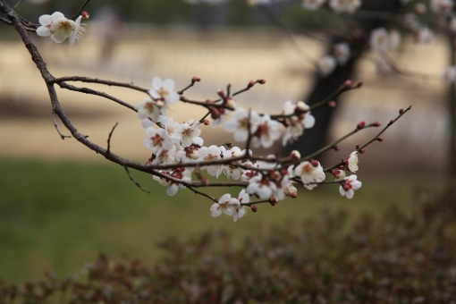 ãæ¢
ãæãããªã¼ç´ æãã®ç»åæ¤ç´¢çµæ