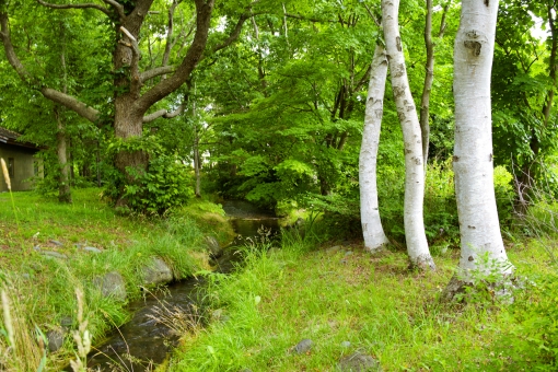 せせらぎ 水路 北海道 恵庭 小川 水辺 オアシス ピクニック 遠足 森林浴 リラックス,植物,夏,ナチュラル,空,青空,緑,グリーン,木,葉,葉っぱ,新緑,自然,林,背景,成長,癒される,癒し,光,希望,森林,木漏れ日,森,環境,清潔,爽やか,太陽,前 せせらぎ 水路 北海道 恵庭 小川 水辺 オアシス ピクニック 遠足 森林浴 リラックス,植物,夏,ナチュラル,空,青空,緑,グリーン,木,葉,葉っぱ,新緑,自然,林,背景,成長,癒される,癒し,光,希望,森林,木漏れ日,森,環境,清潔,爽やか,太陽,前の写真