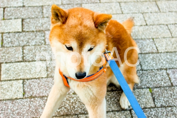 嫌がる柴犬 No 写真素材なら 写真ac 無料 フリー ダウンロードok