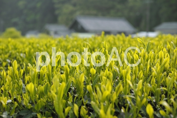 茶畑風景 茶畑風景の写真