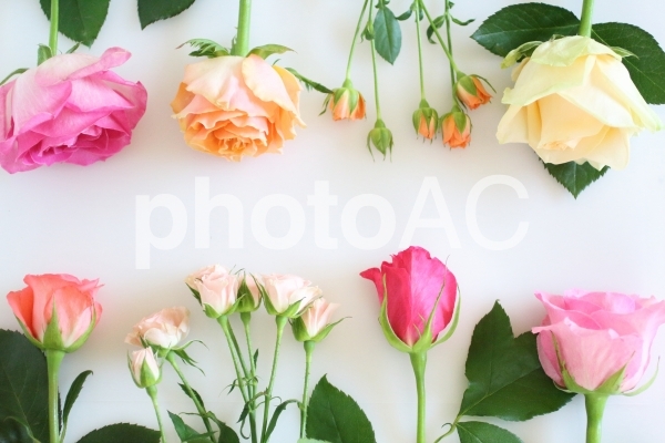 薔薇のフレーム 5 薔薇のフレーム 5の写真