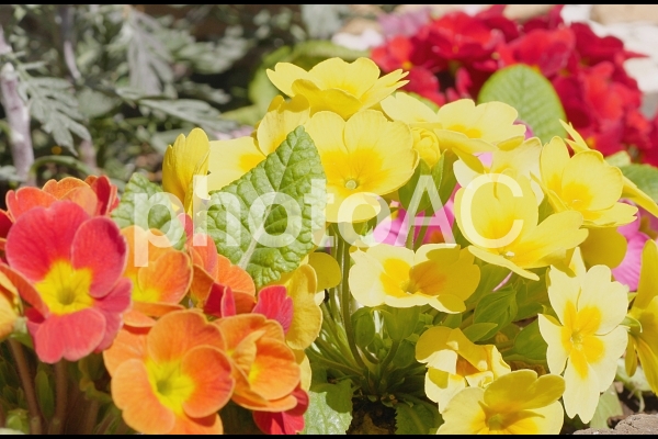 カラフルなプリムラの花 カラフルなプリムラの花の写真
