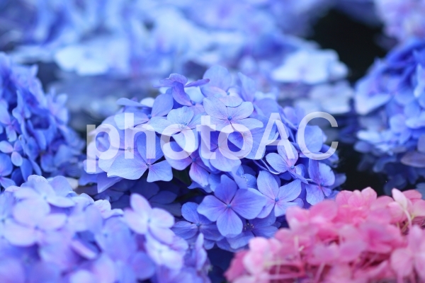 アジサイ 紫陽花 青い花 アジサイ 紫陽花 青い花の写真