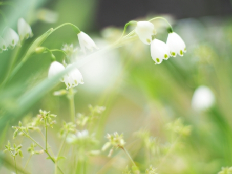 鈴蘭 シルエット イラストの無料ダウンロードサイト シルエットac