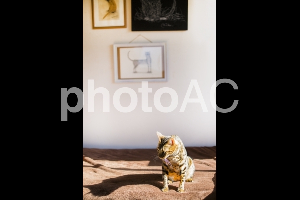 日向ぼっこするベンガル猫と猫の絵 日向ぼっこするベンガル猫と猫の絵の写真