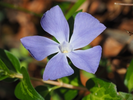 つる草の写真素材 写真素材なら 写真ac 無料 フリー ダウンロードok