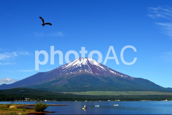 一富士二鷹 一富士二鷹の写真