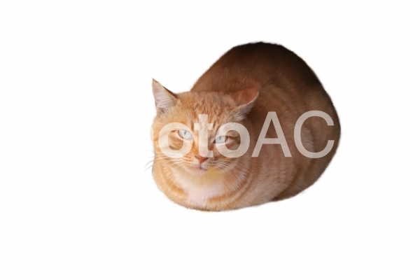 ねこ 31 とら猫(PSD 背景透過・切抜) ねこ 31 とら猫(PSD 背景透過・切抜)の写真