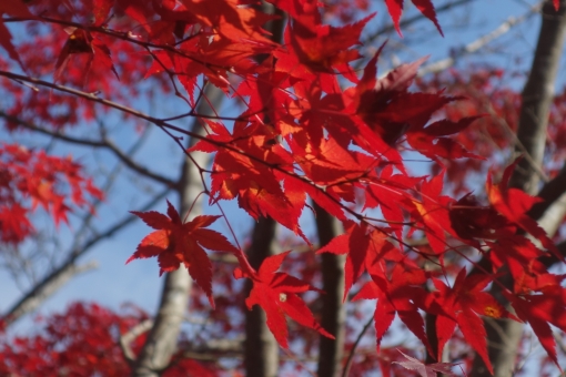 「ac 写真 11月」の画像検索結果