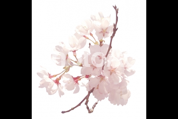 psd桜202003 psd桜202003の写真