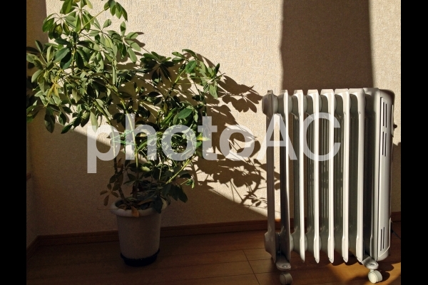 部屋の中の陽だまり 部屋の中の陽だまりの写真