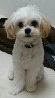 空 sky pet ペット 犬 dog 動物 animal 子犬 キャバリア ビションフリーゼ キャバション 白 white