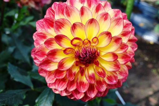 カラフルな花の写真素材 写真素材なら 写真ac 無料 フリー ダウンロードok