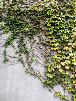 つる草の写真素材 写真素材なら 写真ac 無料 フリー ダウンロードok