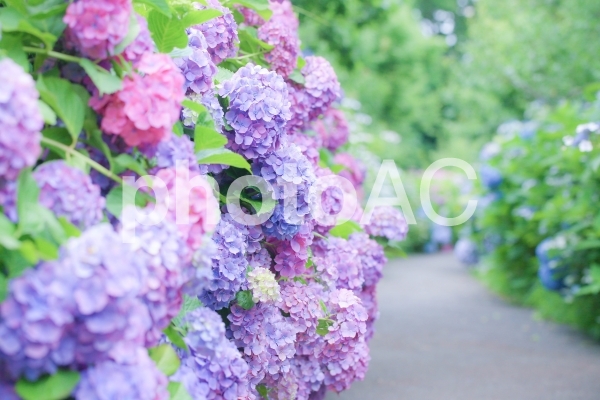 紫陽花の小径 紫陽花の小径の写真