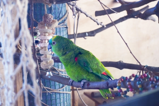 インコの写真素材 写真素材なら 写真ac 無料 フリー ダウンロードok