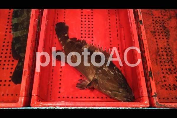アラ?クエ?ハタ? アラ?クエ?ハタ?の写真