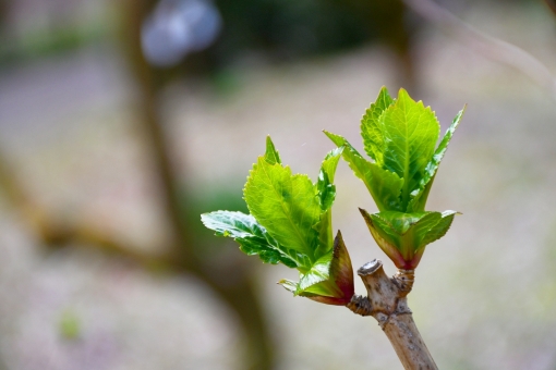 芽の写真素材 写真素材なら 写真ac 無料 フリー ダウンロードok