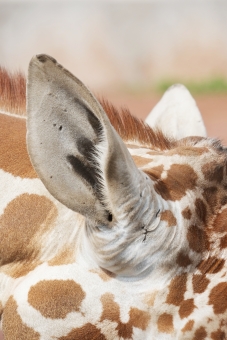 キリンの耳