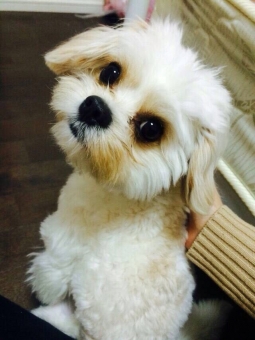空 sky 犬 dog 動物 可愛い cute animal 子犬 白 white 茶色 brown 男の子 boy キャバリア