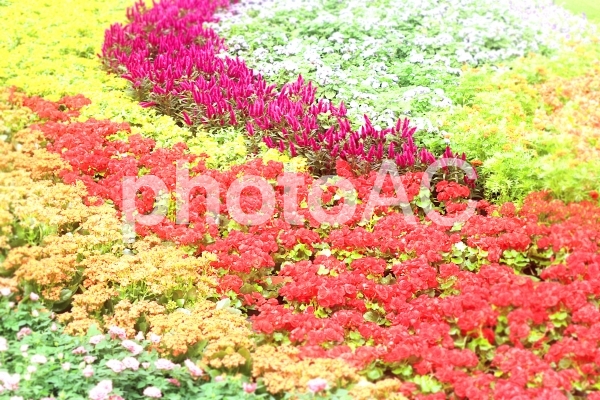 カラフルな花 カラフルな花の写真