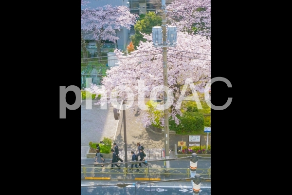 満開の桜と新社会人 満開の桜と新社会人の写真