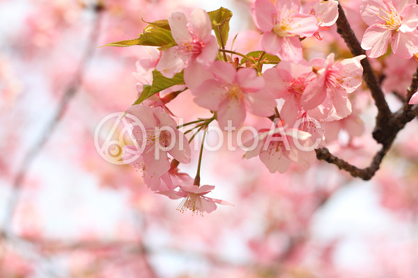 鮮やかなピンクの桜4 鮮やかなピンクの桜4の写真