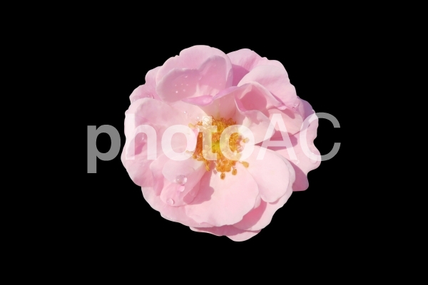 ピンクのバラ(切り抜き・PSD) ピンクのバラ(切り抜き・PSD)の写真