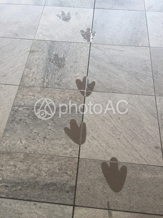 ペンギンの足跡 No 写真素材なら 写真ac 無料 フリー ダウンロードok